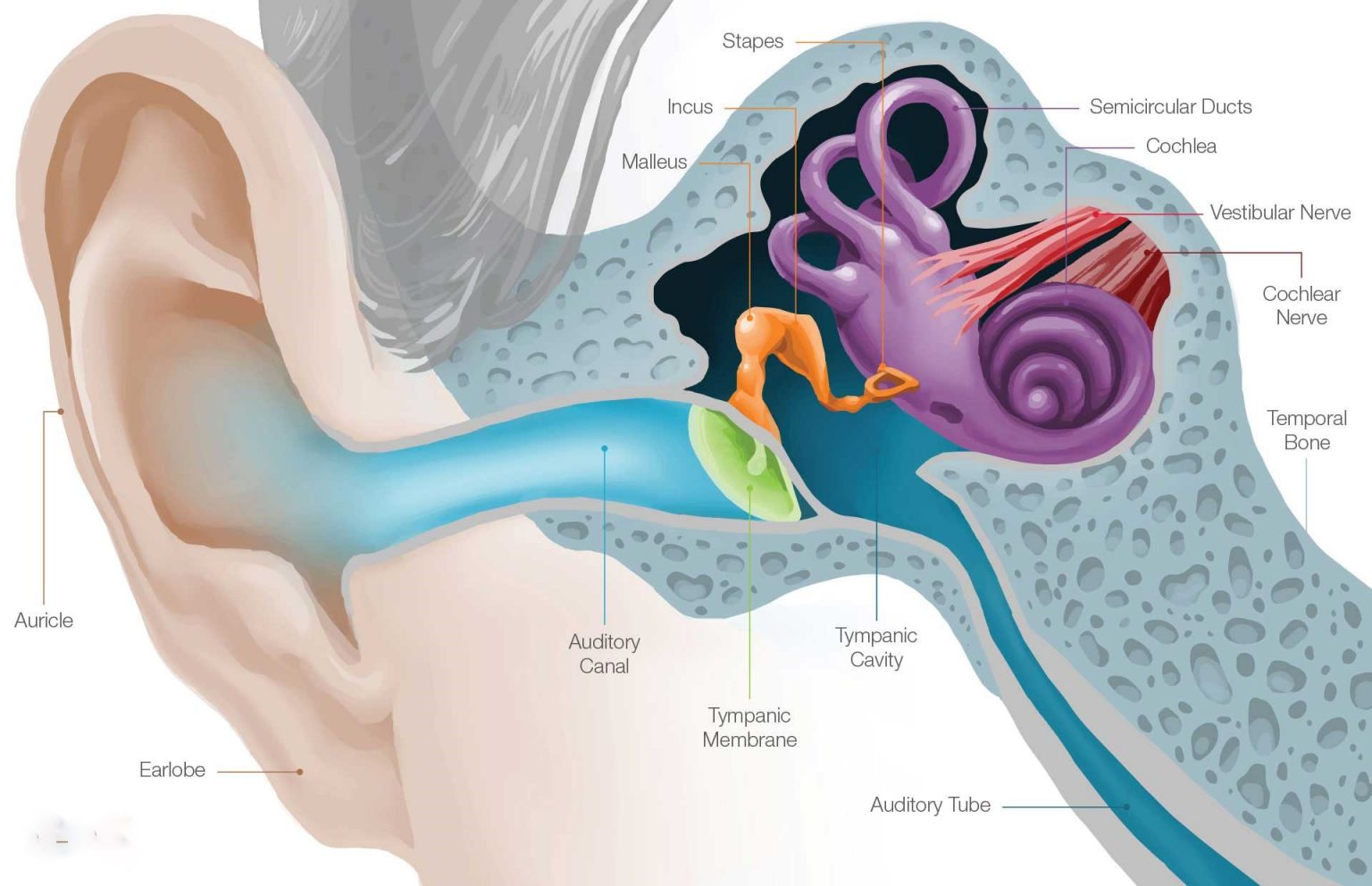 auditory ossicles function